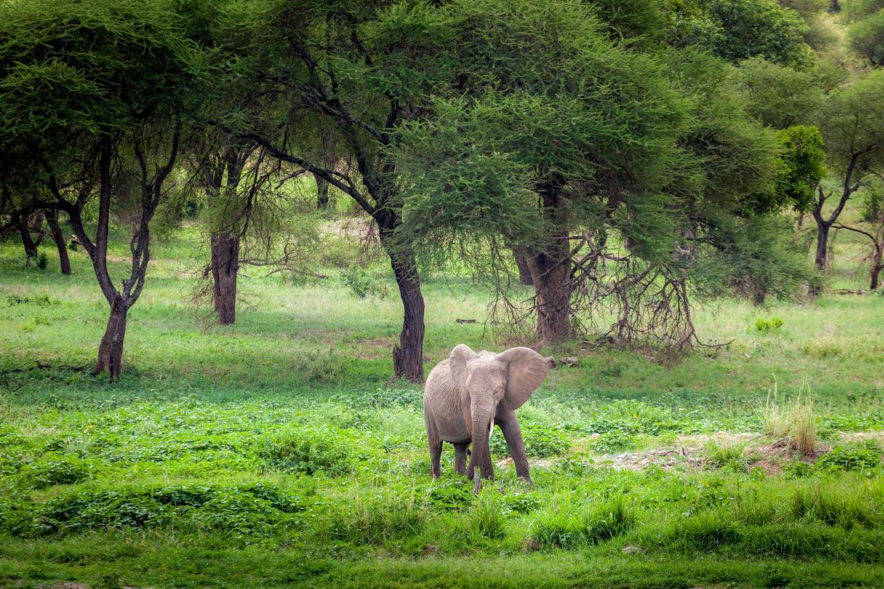 Baobab Tented Camp Kwa Kuchinia Zewnętrze zdjęcie
