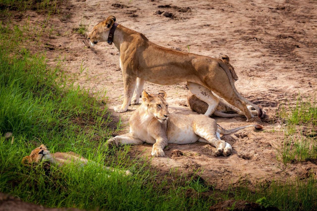 Baobab Tented Camp Kwa Kuchinia Zewnętrze zdjęcie